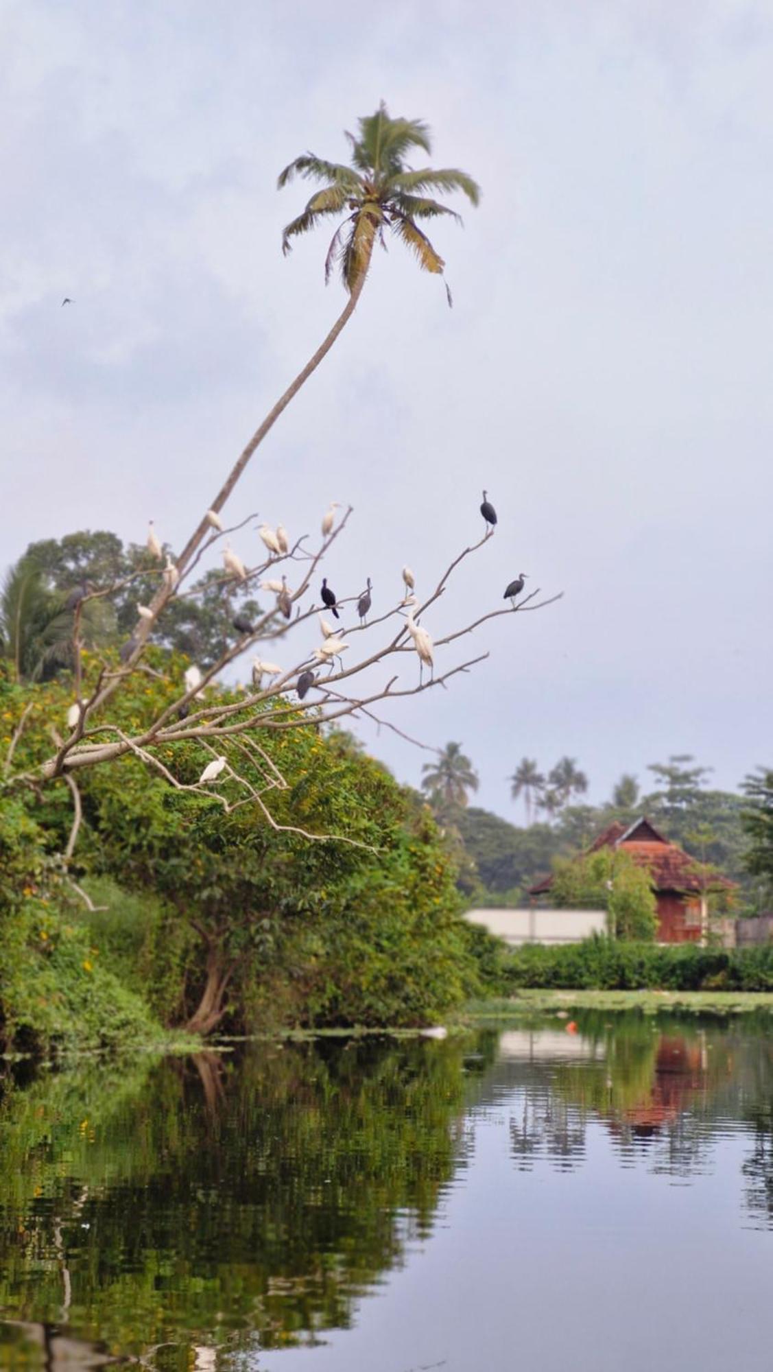 Alappuzha Gypsea Marari B&B 외부 사진